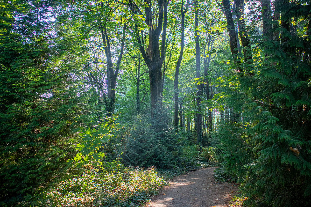 A Path in the Woods: How Forests Can Help Stop Climate Change – Science ...